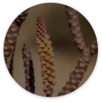 Cistanche